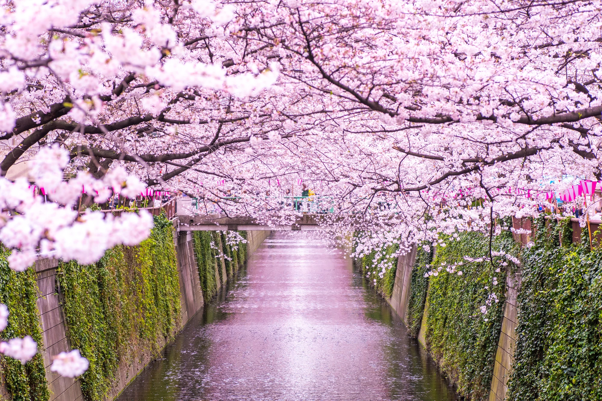 【2024年・関東】桜の名所へ出かける旅行プラン8選