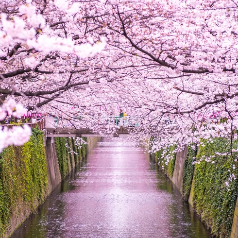 【2024年・関東】桜の名所へ出かける旅行プラン8選