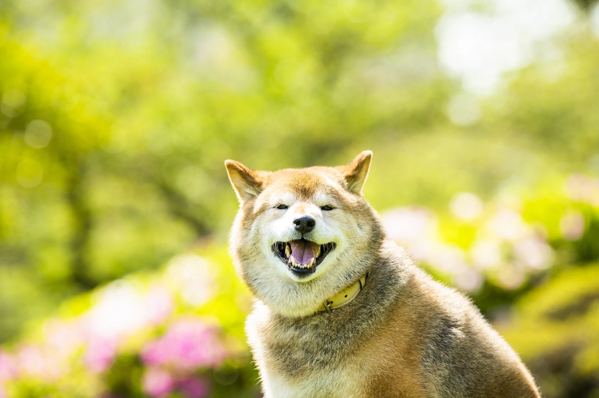 【関東】犬とおでかけしよう！ペットOKのカフェやホテルを巡る旅行プラン12選