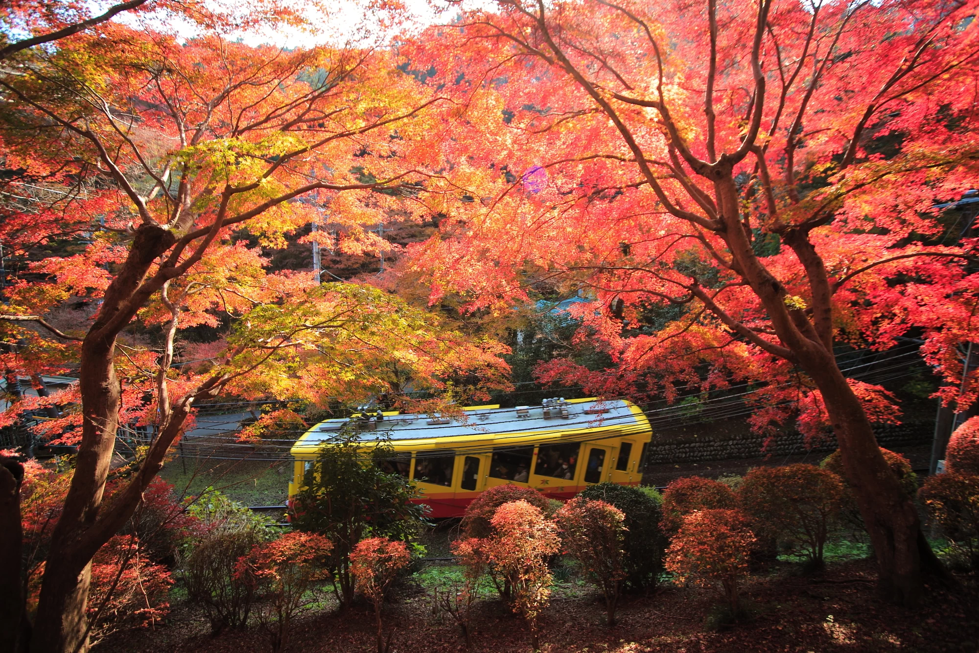 【2024年版】見頃はいつ？東京の紅葉スポットへ出かける秋のお散歩旅プラン8選