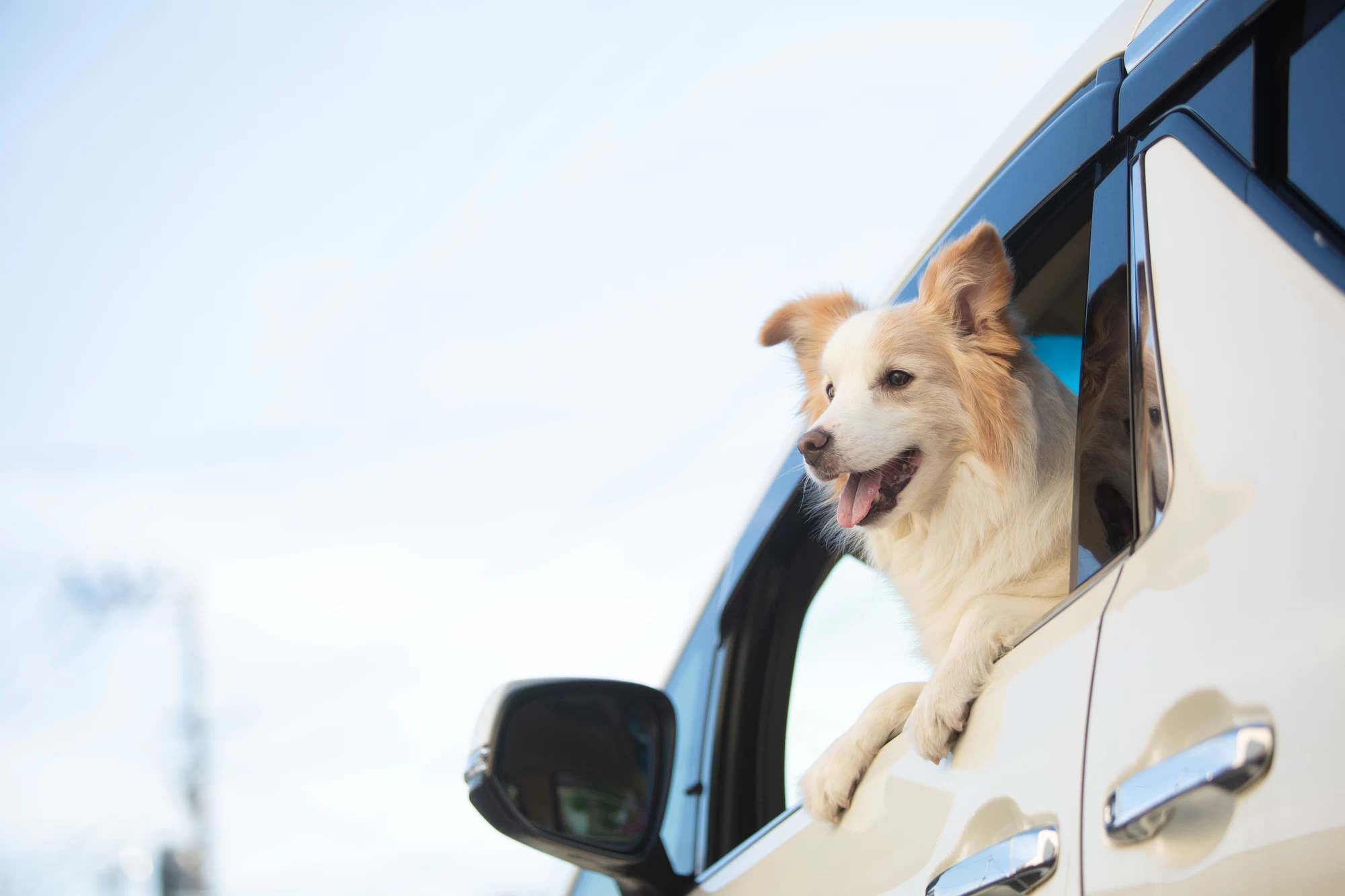 犬と泊まれる温泉宿へ！ワンコと一緒に過ごすおすすめ宿泊プラン10選