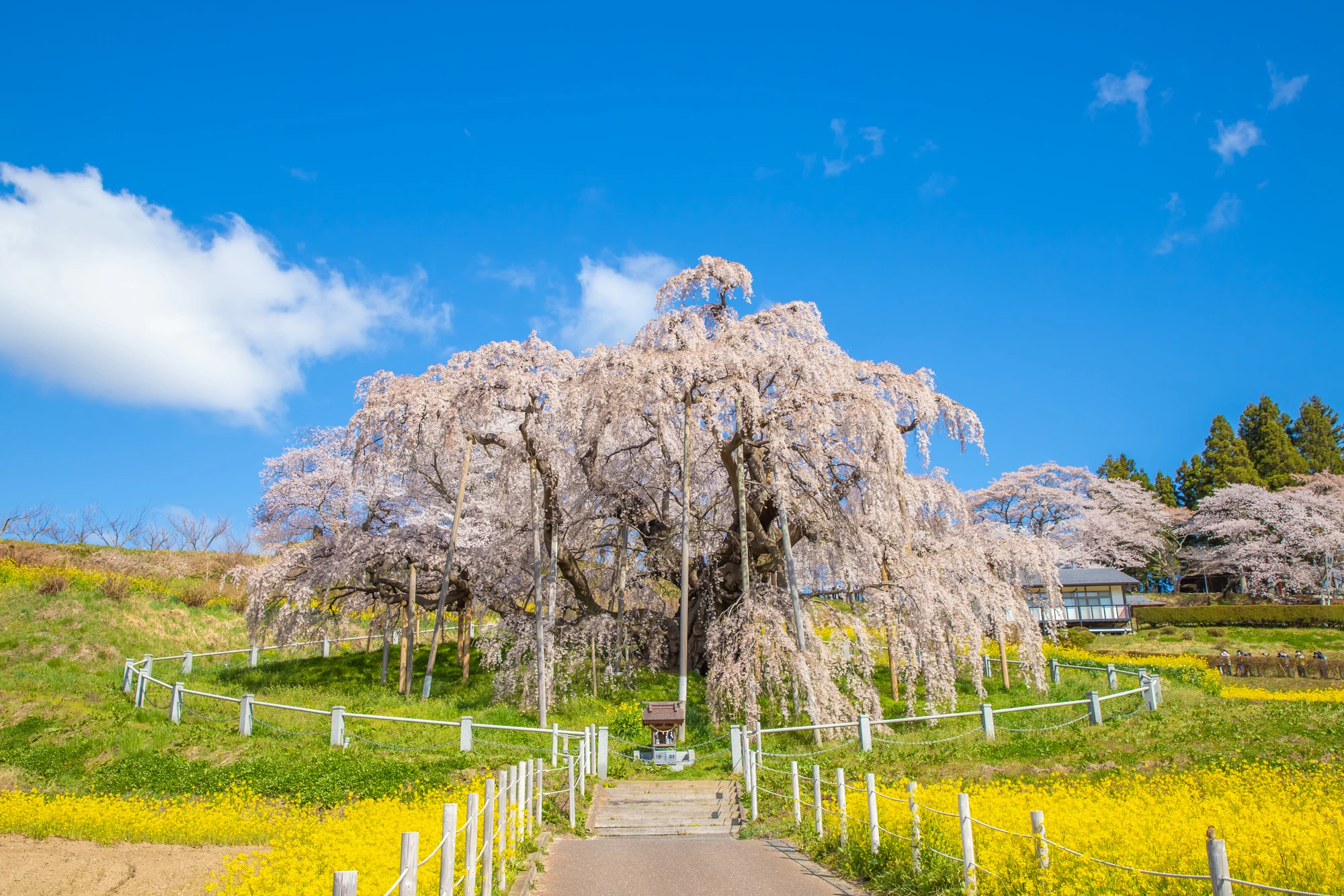 【2025年・東北】桜の名所へ出かける旅行プラン8選