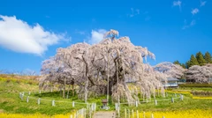 【2025年・東北】桜の名所へ出かける旅行プラン8選