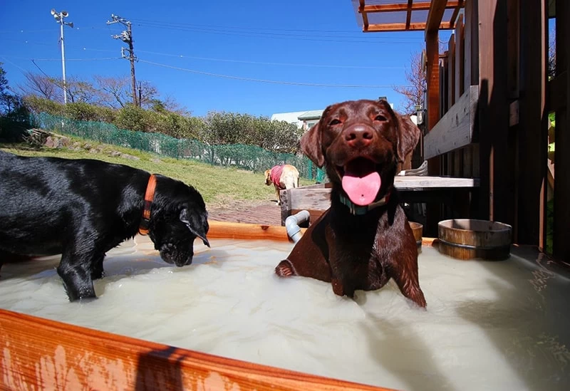 愛犬専用の温泉露天風呂
