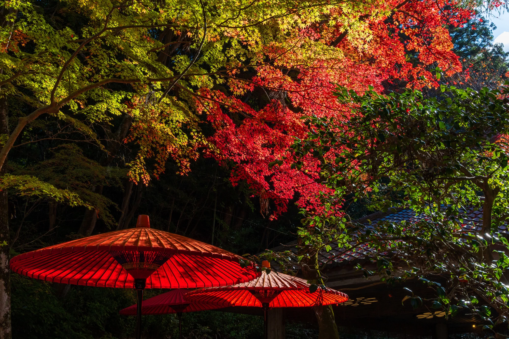 有馬温泉の紅葉
