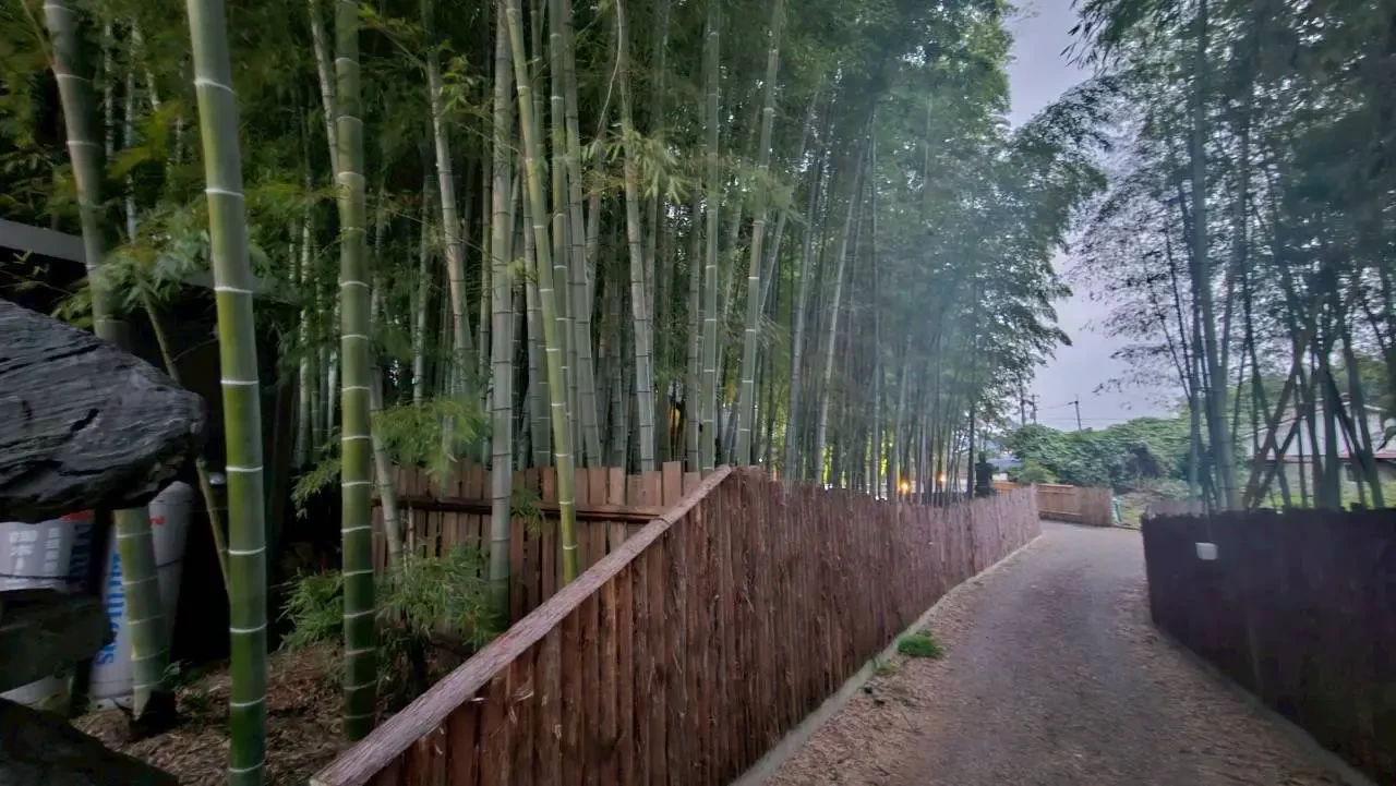 周囲を包む竹林