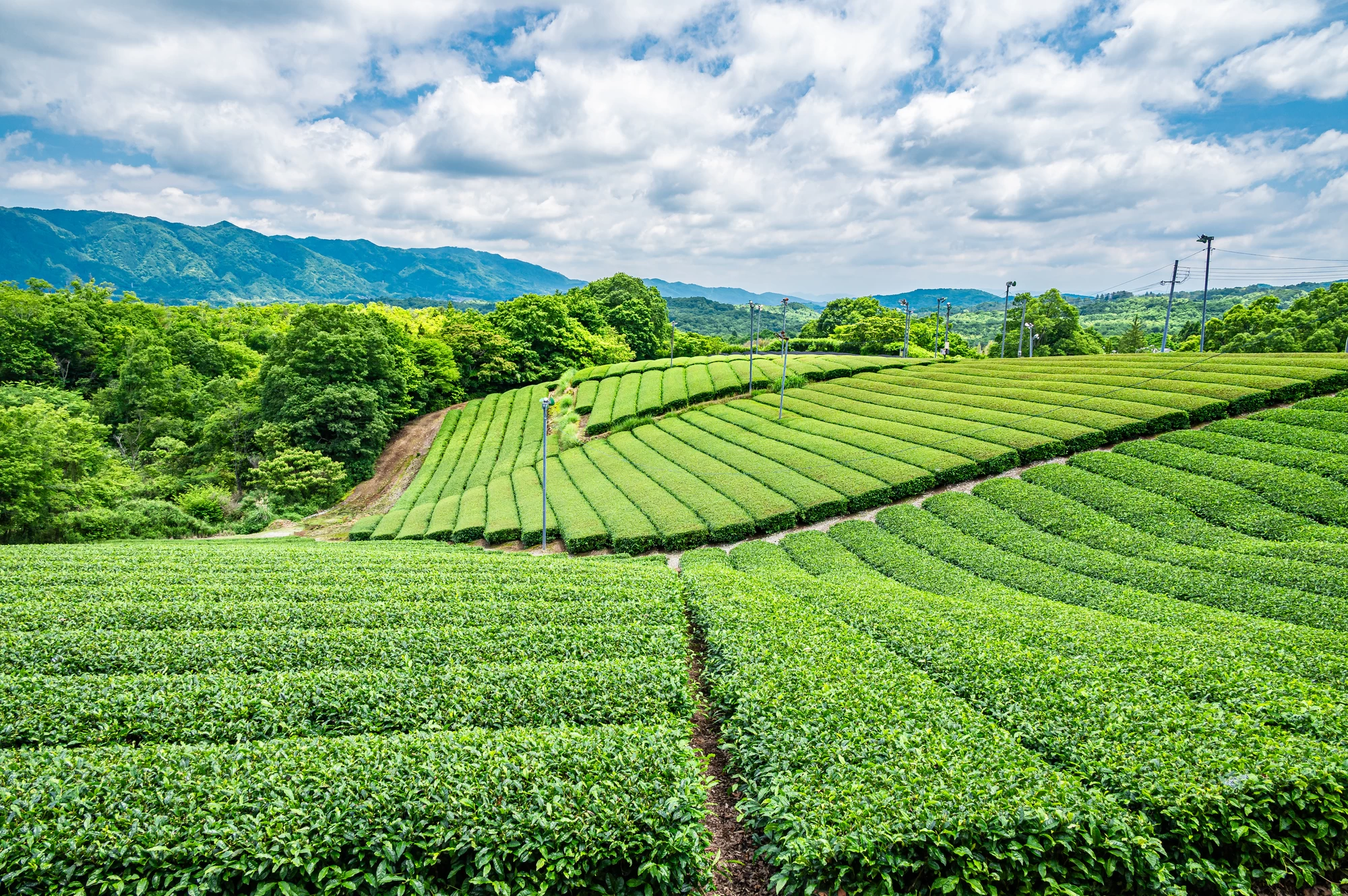  田山・ツルギの茶畑