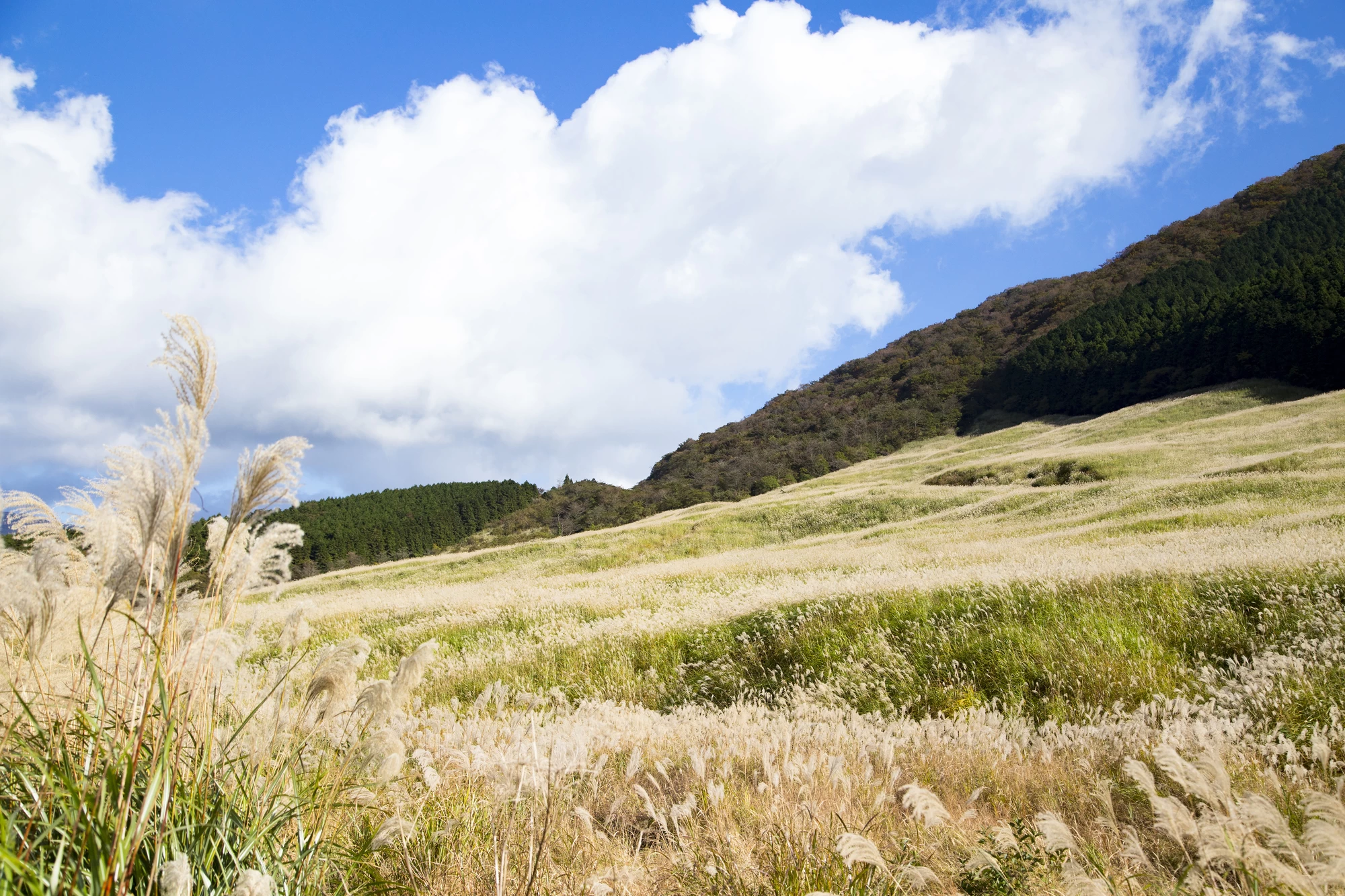 仙石原 ススキ草原