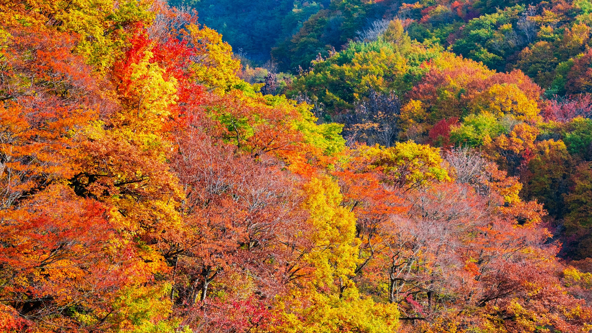 八幡平・松川渓谷の紅葉（森の大橋付近）