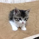キジシロ(綴りびと)