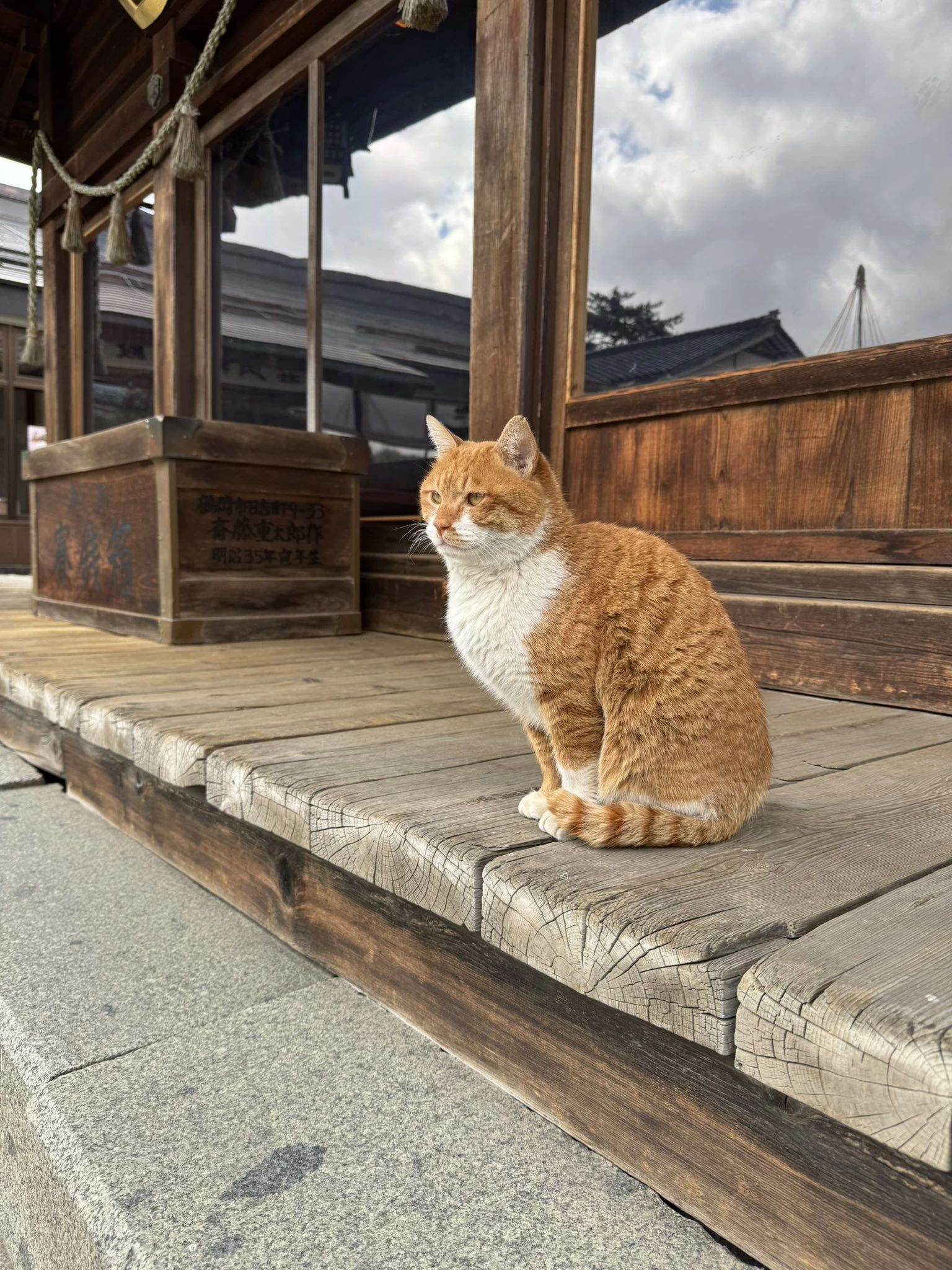 神社猫 「福丸くん」