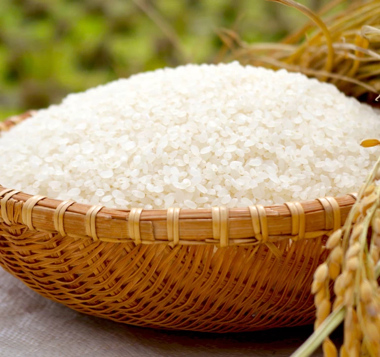 大朝の米 こしひかり（白米）10kg
