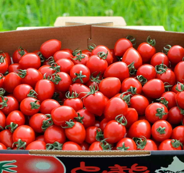 【6月～販売開始】トマトベリー１箱（約1.5kg）