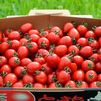 【6月～販売開始】トマトベリー１箱（約1.5kg） サムネイル