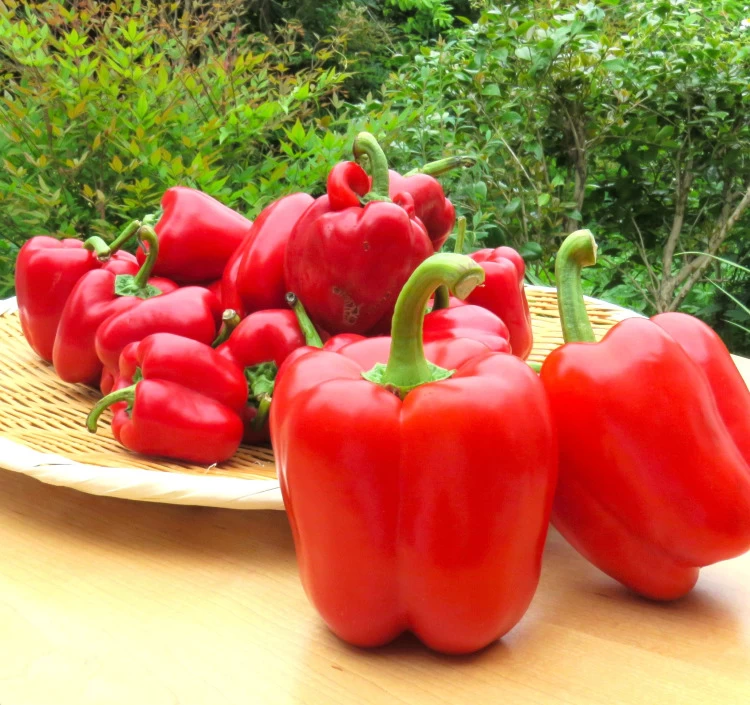 伊万里アースマインドのロクマルパプリカを使用。SDGｓを意識したフードロス削減にも繋がっている