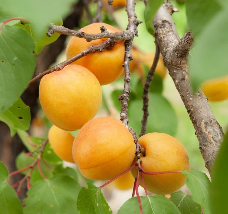 長野県産あんず　ハーコット2kg