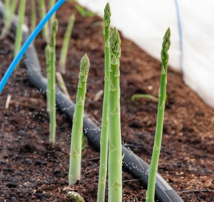 浦野さんちの春アスパラ 1kg(2Lサイズ)