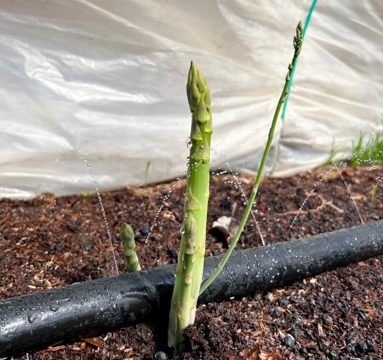 浦野さんちの春アスパラ 1kg(2Lサイズ)