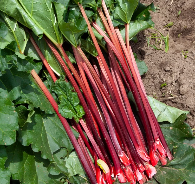 長野県富士見町産 赤いルバーブ 2kg【生】＞｜野菜料理をお取り寄せ