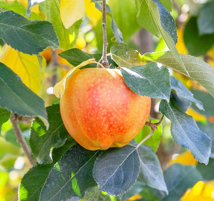 JA上伊那 ムーンルージュ 約2.5kg_秀