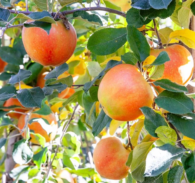 JA上伊那 ムーンルージュ 約2.5kg_秀