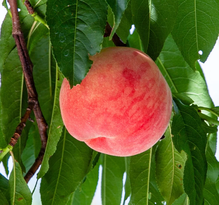 小布施町の果樹園 こばやし園 長野県小布施町産 あかつき 約2.8kg