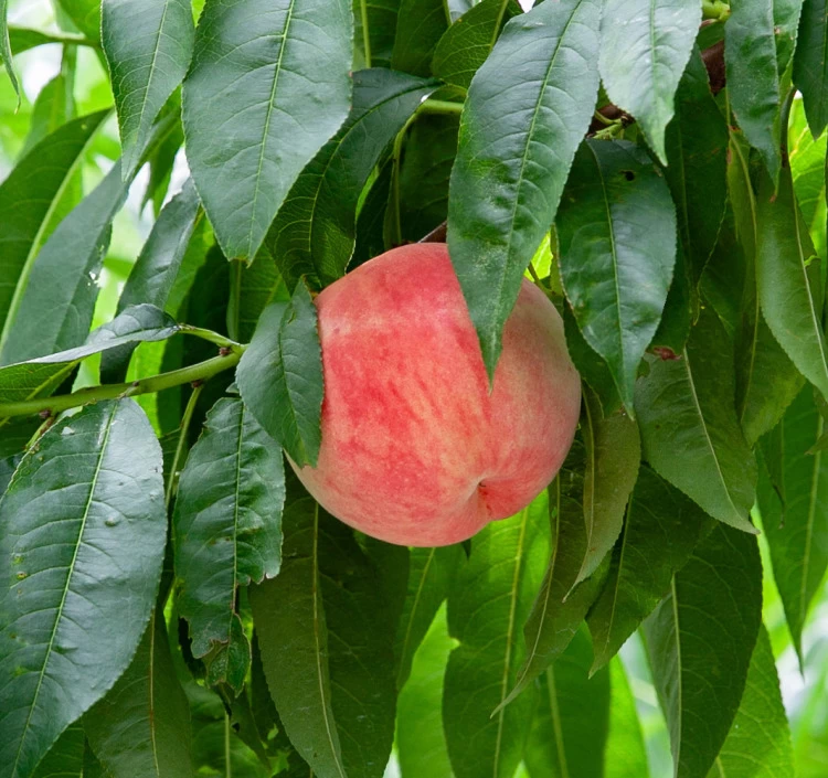 小布施町の果樹園 こばやし園 長野県小布施町産 あかつき 約2.8kg