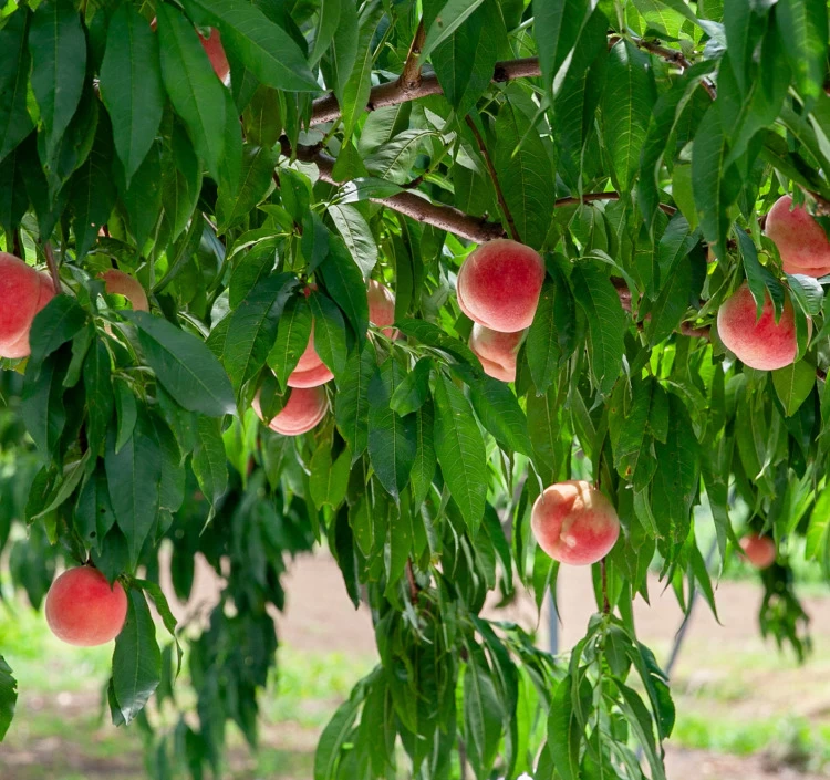 小布施町の果樹園 こばやし園 長野県小布施町産 あかつき 約2.8kg