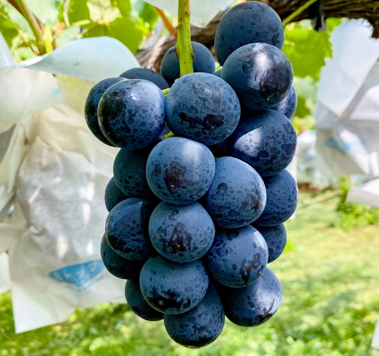 長野県中野市産 荻原農園のシャインマスカット＆ナガノパープルセット