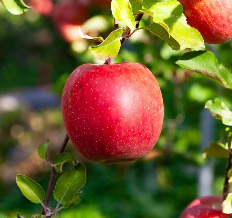 長野県芋井 大ちゃん農園 サンふじ＆シナノゴールド 約5kg_贈答用