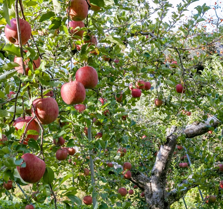 長野県芋井 大ちゃん農園 サンふじ＆シナノゴールド 約5kg_贈答用