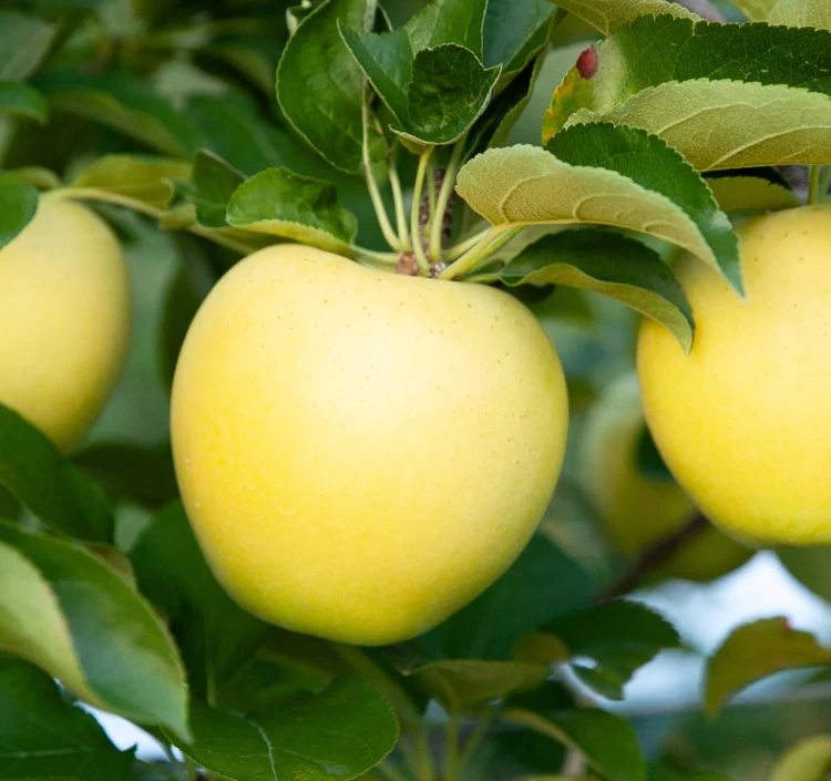 長野県芋井 大ちゃん農園 サンふじ＆シナノゴールド 約5kg_贈答用