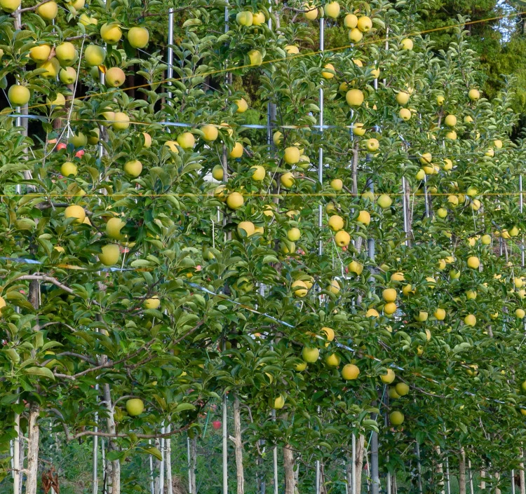 長野県芋井 大ちゃん農園 サンふじ＆シナノゴールド 約5kg_贈答用