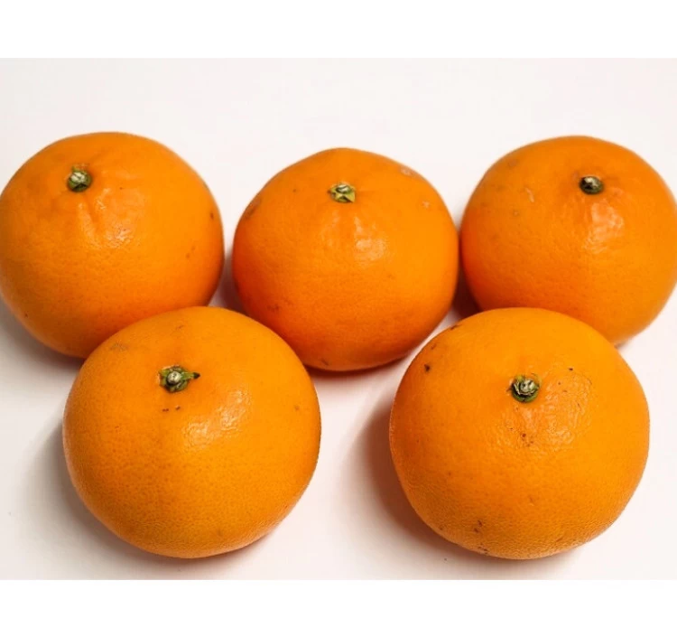 予約商品(1月下旬発送)　せとか　家庭用＞｜みかん・柑橘類をお取り寄せ・通販するなら【旅色】