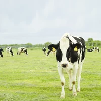道北 池田牧場の放牧乳を使用しています。
