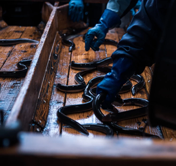 でしこ長蒲焼2枚