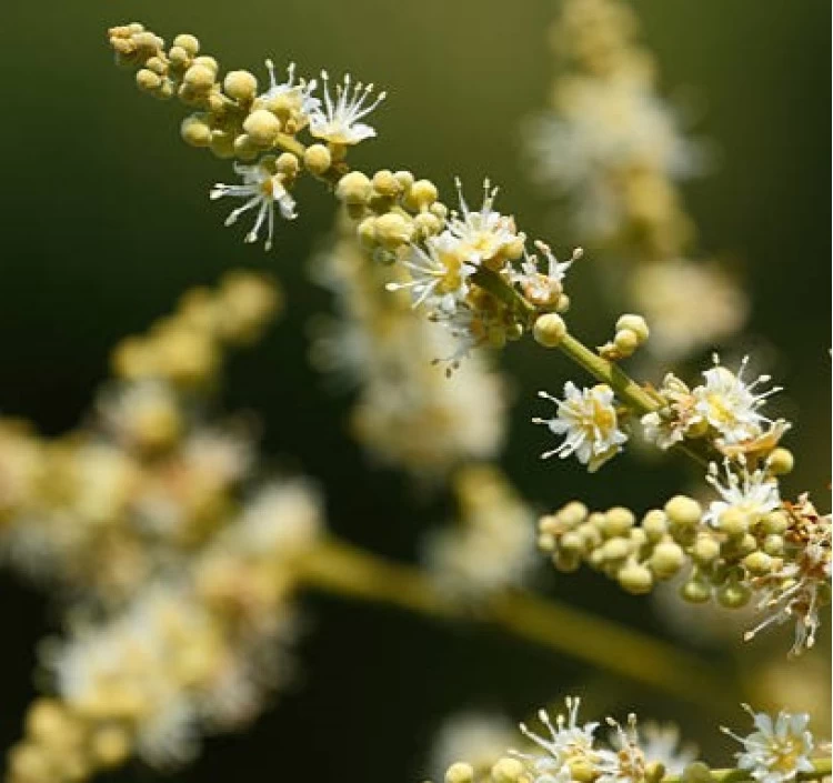 【 非加熱・無農薬　ロンガンはちみつ　500ｇ 】漢方生薬100％のロンガンから採取された花蜜を原材料 農薬や抗生物質を一切不使用 のロンガンはちみつ【JapanBrandcollection2024,2025日本の贈答品100選】