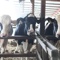 岡田牧場で牧場で搾ったさっぱりとしているけどコクのある牛乳を使用しています。
