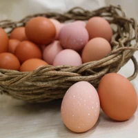 仙寿卵コーチン卵セット（破損保証2個を含む） サムネイル