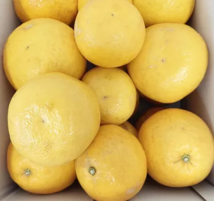 河内晩柑【ご家庭用】 5kg 2L~4L混合 8~11個