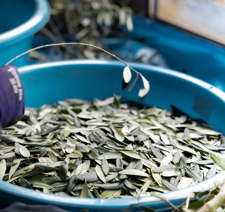 オリーブリーフパウダーの健康緑茶 「オリーブ葉のちから」