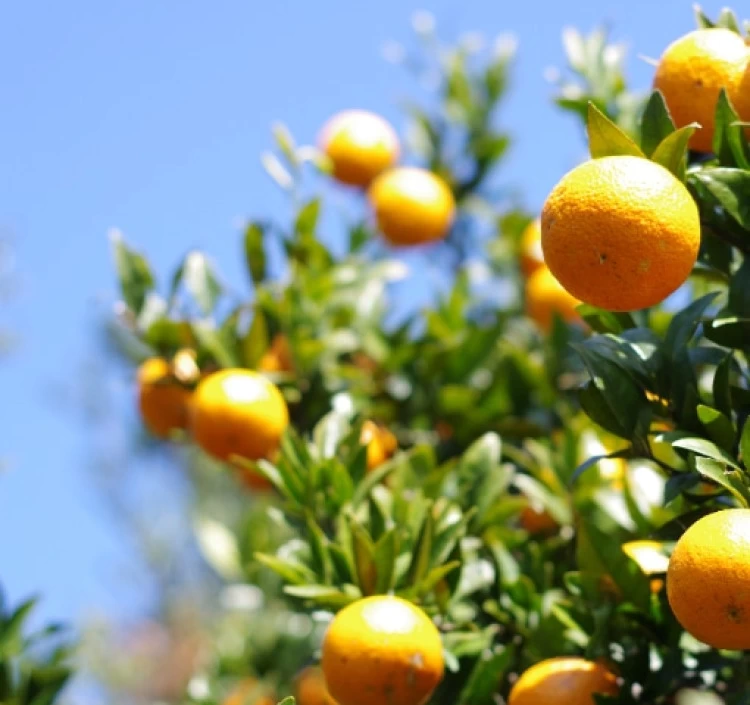 『南国ショコラーノ』(3個入り)TROPICAL CHOCORATRNO