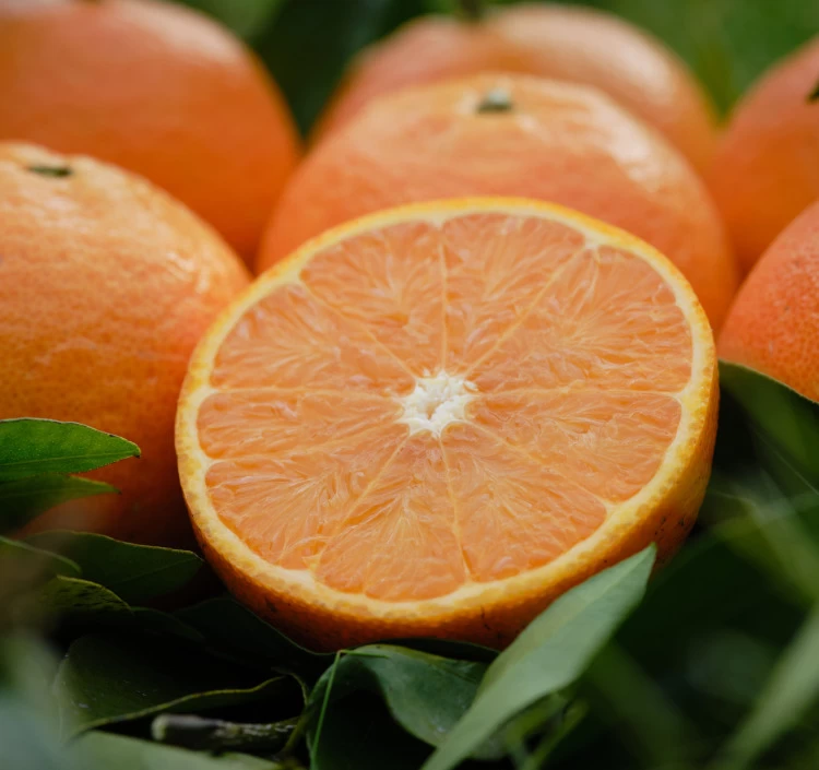 屋久島新銘菓 『やくどら』 YAKUSHIMA DORAYAKI