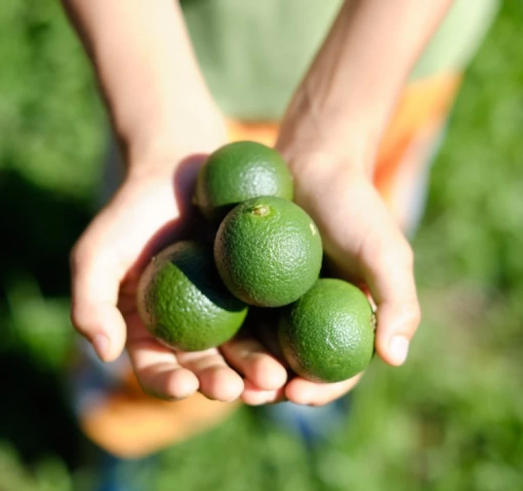【調味料選手権2024地域の味ベスト賞】青切り塩たんかん