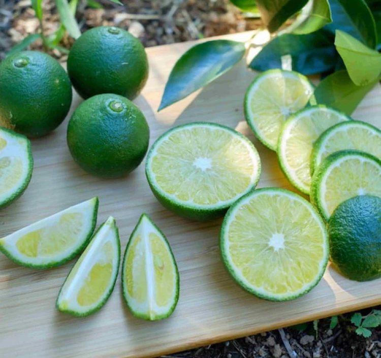 【調味料選手権2024地域の味ベスト賞】青切り塩たんかん