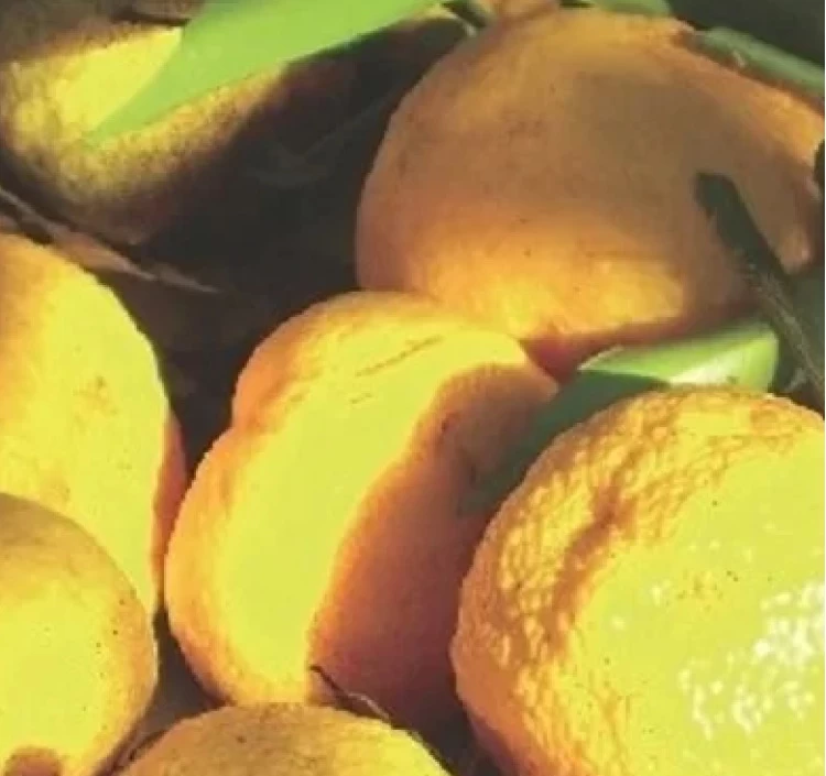 ゆず紅茶【リーフ】40g