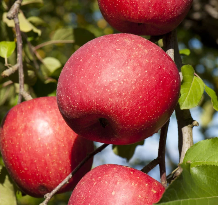 完熟するまで収穫をしないことで蜜が自然と多く入る「木なり完熟りんごの栽培方法」で甘いりんごに。