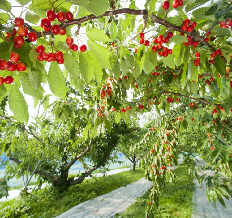 “寒河江川”の豊かな水と、豊穣な大地で、高品質な果実が育つ県内有数の果物の産地