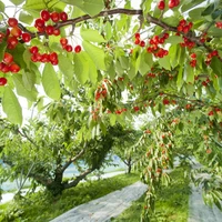 “寒河江川”の豊かな水と、豊穣な大地で、高品質な果実が育つ県内有数の果物の産地