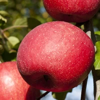 完熟するまで収穫をしない「木なり完熟りんごの栽培方法」で育った山形県産サンふじを使用